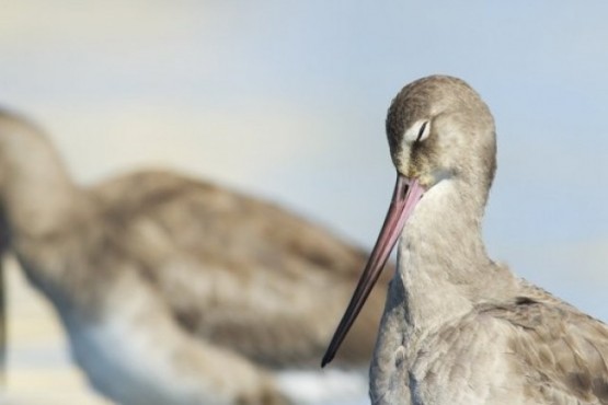 Se viene el Festival de Aves Playeras