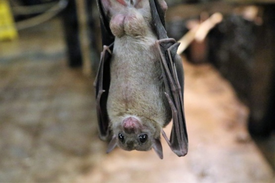 Encontraron excremento de murciélago en Japón que coincide en un 81% con el coronavirus