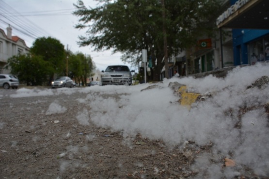 Qué es esa pelusa blanca que vemos por las calles de la ciudad 