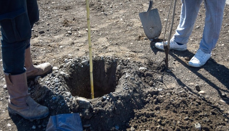 Se realizaron tareas de mantenimiento y forestación 