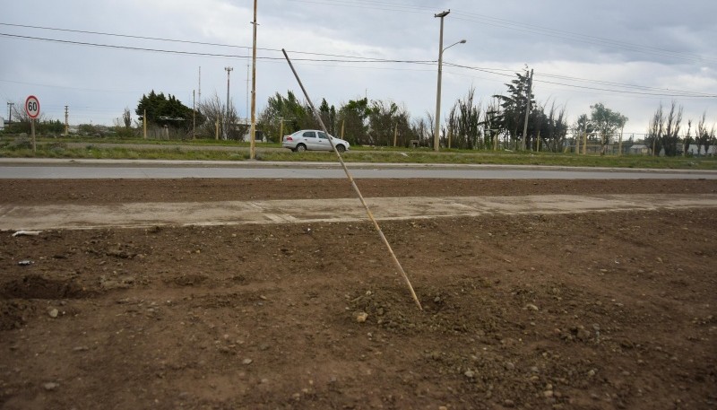 Robaron los árboles de la Avenida Asturias 