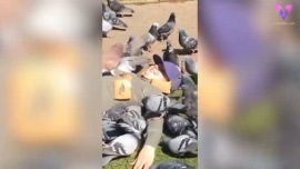 Se disfrazó de pan para darle de comer a las palomas