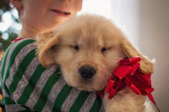 Diciembre, la época del año en la que las mascotas son más regaladas y abandonadas