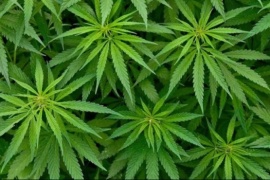 Concejal propone crear un registro de cultivadores de cannabis en la localidad