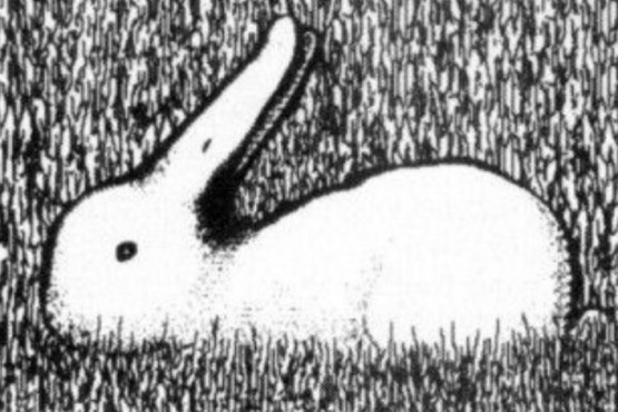 ¿Pato o conejo?, el test de personalidad que revela tu nivel de optimismo