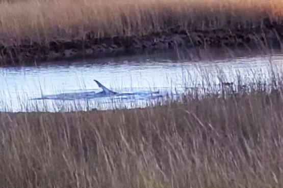Una mujer encontró a un tiburón en un pantano