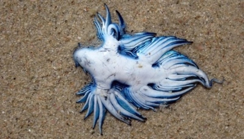 “Dragón azul”: la extraña criatura marina fue avistada en una playa