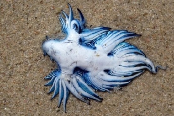 “Dragón azul”: la extraña criatura marina fue avistada en una playa