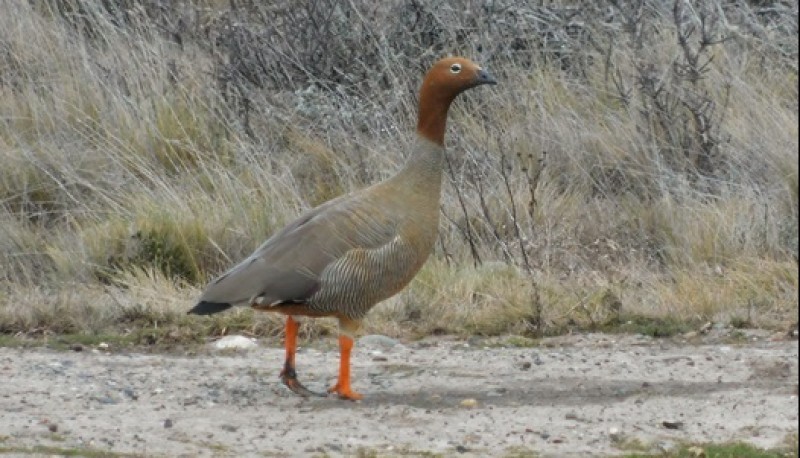 Un ejemplar de Cauquén Colorado, especie considerada en Argentina y Chile como en peligro crítico de extinción, observado camino a Punta Loyola.