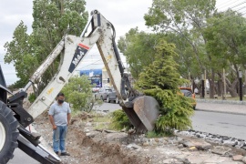 Río Gallegos| Municipio trasladó árbol de la San Martín al Museo de los Pioneros