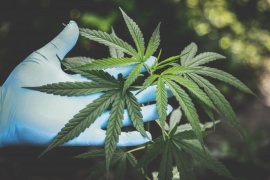 La ONU retira al cannabis de la lista de drogas peligrosas