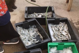 Trelew| Secretaría de Pesca donó pescado al Comedor del Corazón