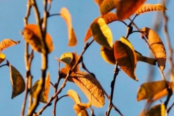 Reto visual: encontrá el pájaro escondido en estas ramas