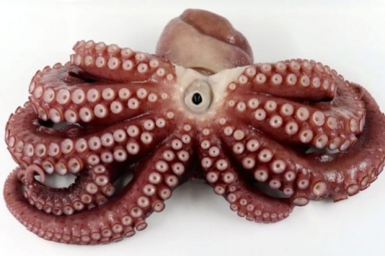 Apareció una rara especie de pulpo con nueve tentáculos