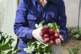 Caleta Olivia| La primera cosecha de verduras del Invernadero será donada