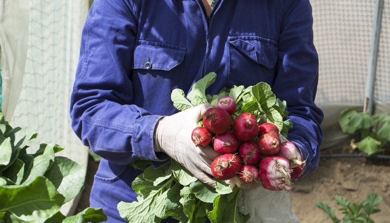 Caleta Olivia| La primera cosecha de verduras del Invernadero será donada