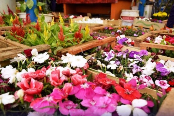 Hoy comienza la entrega de plantines en el Vivero Municipal de Río Gallegos