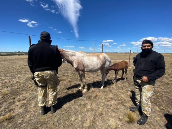 Río Gallegos| Rescataron a dos caballos en zona de chacras