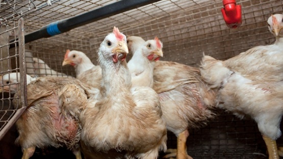 Identificaron brotes de variante de gripe aviar altamente contagiosa