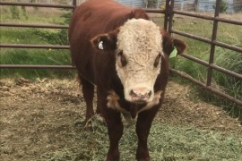 Argentina abrió el mercado de Chile para la exportación de genética bovina