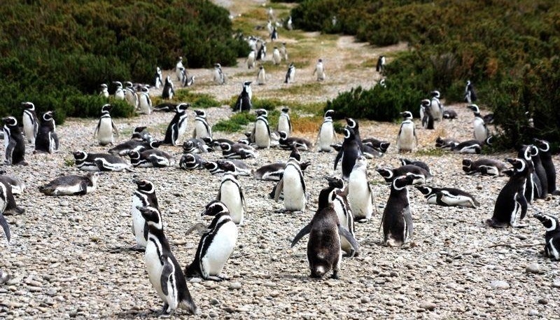 La Reserva Cabo Vírgenes se destaca por sus pingüinos de Magallanes