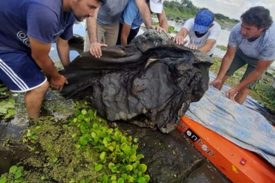 Hallaron fósiles de un gliptodonte en Santiago del Estero