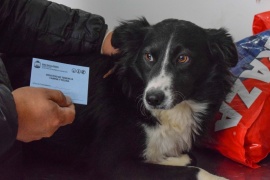Río Gallegos| Programa de adopción de mascotas: Tirian fue recibido por su nueva familia