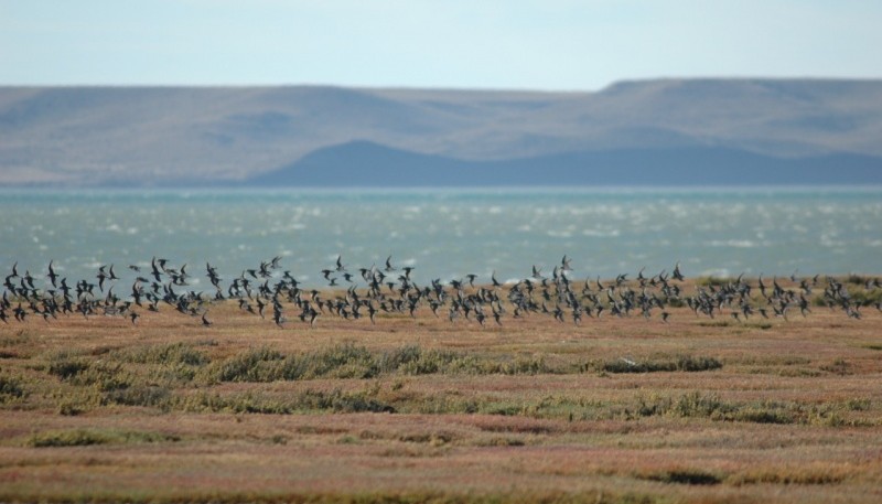 El Estuario del río Gallegos fue el primer humedal local en ser protegido, asegurando así sus inestimables servicios ambientales.