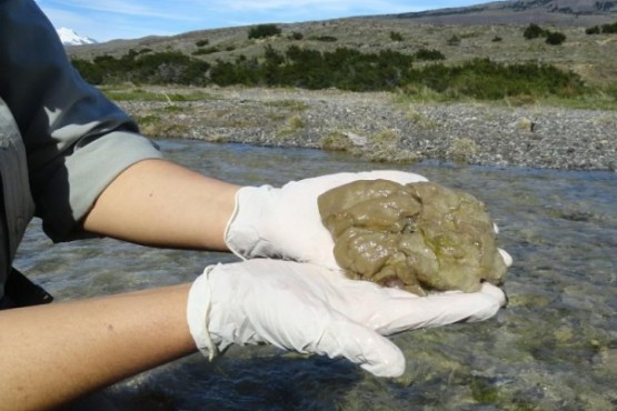 Relevamiento alarmante: notable avance del alga invasora didymo en el PN Los Glaciares