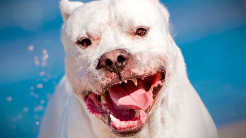 Dogo Argentino. 