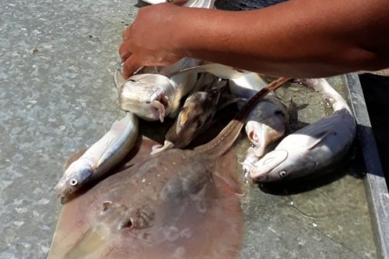 La Secretaría de Pesca acompañó el desarrollo de las 20 Horas de pesca