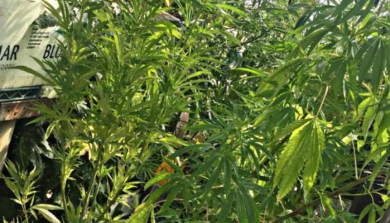 Las plantas de Cannabis Sativa fueron encontradas en un invernadero casero.