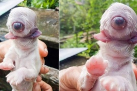 El extraño perro que nació con un ojo, dos lenguas y sin nariz