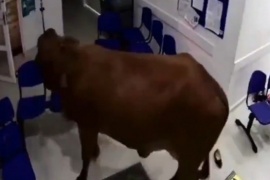 Una vaca entró a un hospital y embistió a los pacientes