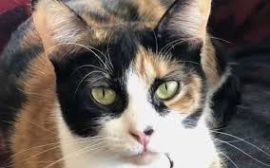 “Lilly”, La gata que salvó a toda una familia al detectar un escape de gas en su hogar