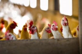 Rusia detectó el primer caso de transmisión de la cepa H5N8 de gripe aviar