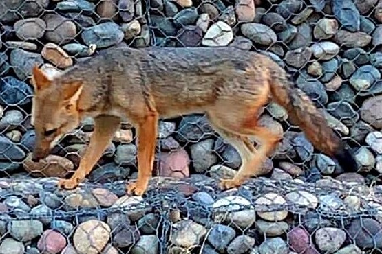 Alerta por un zorro que ataca mascotas en Caleta Olivia