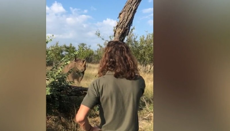 Momento en que confronta al rinoceronte.  