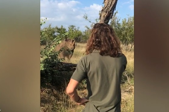 Momento en que confronta al rinoceronte.  