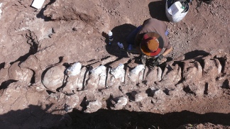 Anuncian que el titanosaurio más antiguo fue descubierto en la Patagonia