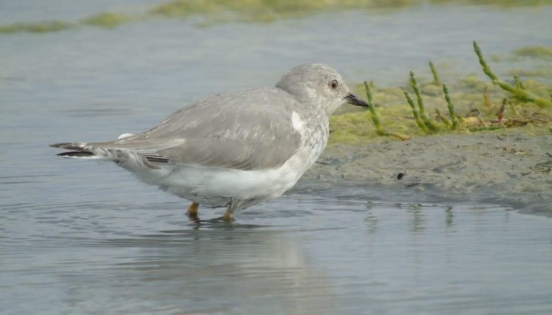 El Chorlito Ceniciento, una especie “en peligro” de extinción, se encuentra entre las prioridades definidas por la Asociación Ambiente Sur para el trabajo de los próximos años.