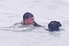 Guardavidas rescataron a dos perros que quedaron encerrados por el mar en Caleta Olivia