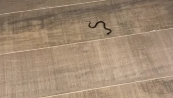 La serpiente en la vivienda de Ailén.