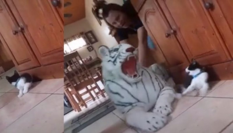 Un gatito se llevó el susto de su vida al ser “atacado” por un tigre