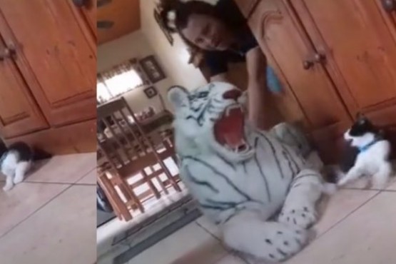 Un gatito se llevó el susto de su vida al ser “atacado” por un tigre