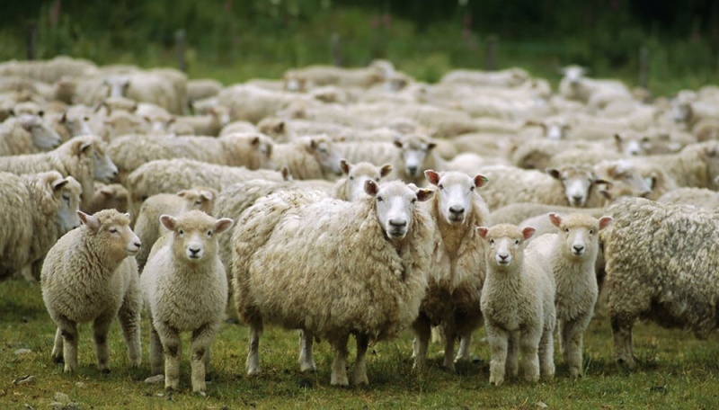 Buscarán proyectar la producción ovina.