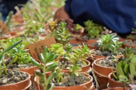 Municipio de Río Gallegos regaló 500 plantines de interior a vecinos y vecinas de la ciudad