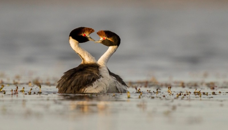 El macá tobiano, zampullín tobiano, o pimpollo tobiano (Podiceps gallardoi) es una especie de ave Podicipediforme de la familia Podicipedidae que habita en la Patagonia. 