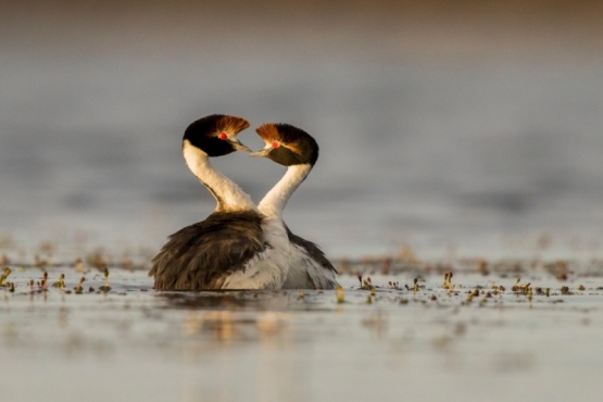 El macá tobiano, zampullín tobiano, o pimpollo tobiano (Podiceps gallardoi) es una especie de ave Podicipediforme de la familia Podicipedidae que habita en la Patagonia. 