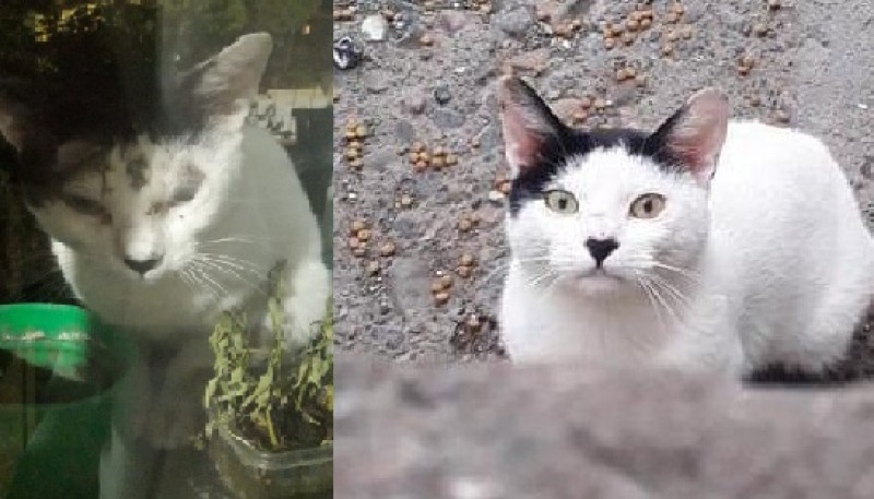 El antes y después de Louis, un gato adulto rescatado por Martina.